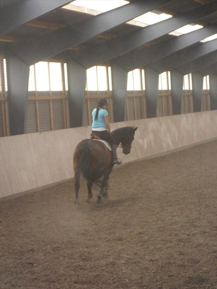 Anden særlig race Salsa Af Sulsted *Solgt* - 18) Dressur , d. 14 / 7 - 2010 billede 18