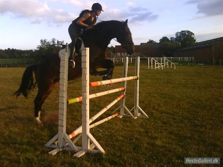 Anden særlig race Salsa Af Sulsted *Solgt* - 19) Her springer de så 1, 30 , lille Salle kan godt løfte benene :)  billede 19