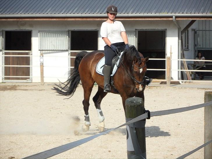 Dansk Varmblod ziwas R.I.P   billede 7