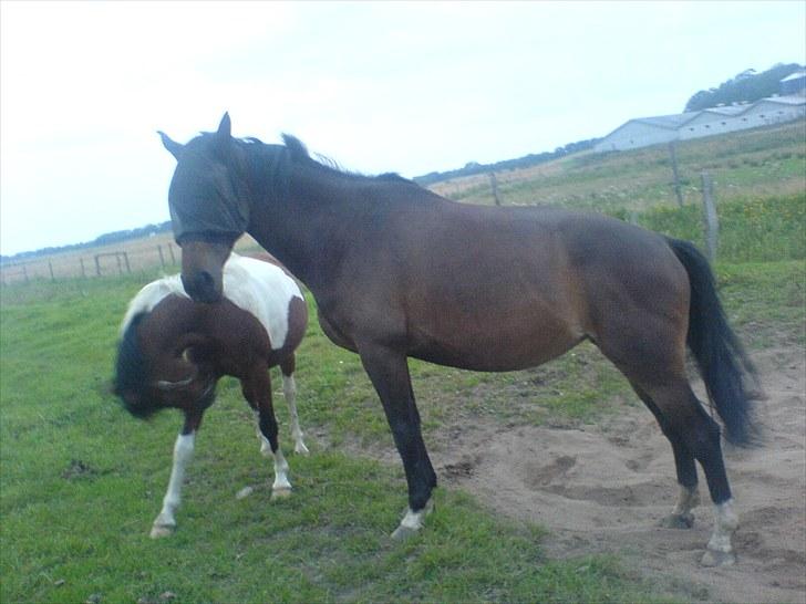 Anden særlig race Salsa Af Sulsted *Solgt* - 20) Fold sammen med Moonlight , haha hvor den huut klær dig Salle :)  billede 20