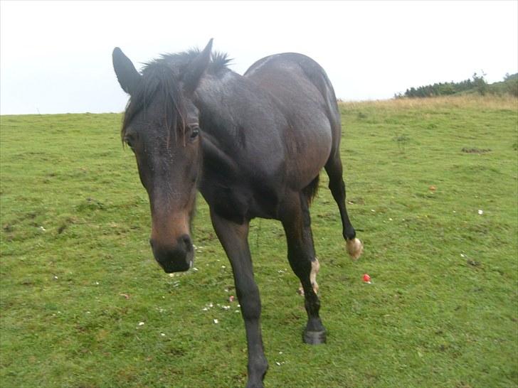 Anden særlig race Bella * Himmelhest* - Bella som 1 års. Vidste bare at hende ville jeg gerne vente på. Glæder mig til den dag jeg sidder på hende første gang. billede 5