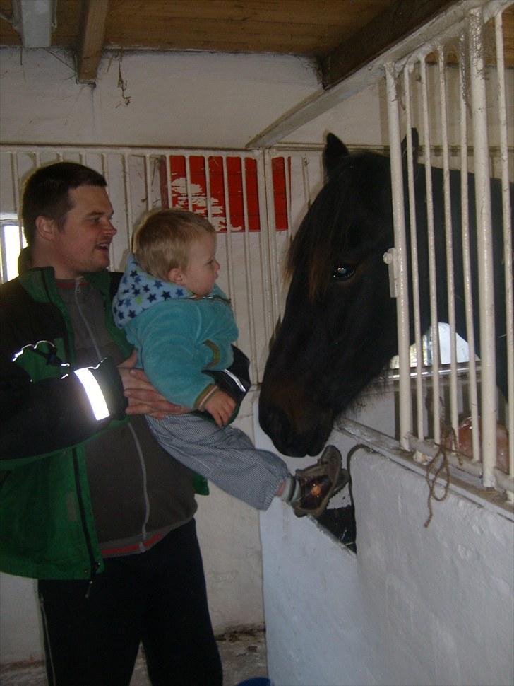 Anden særlig race Bella * Himmelhest* - Farmand, Bella i hendes nye hjem og min ældste søn. Er de ikke søde sammen.??Bella skulle da lige hilse på. billede 8