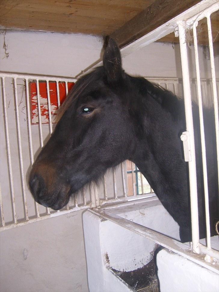 Anden særlig race Bella * Himmelhest* billede 10