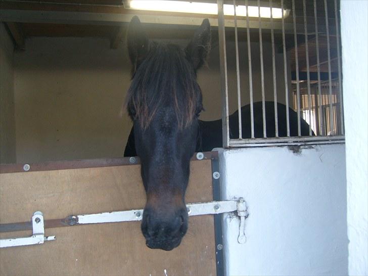 Anden særlig race Bella * Himmelhest* - Ser hun ikke bare skøn ud. Mors lille nye baby. billede 12