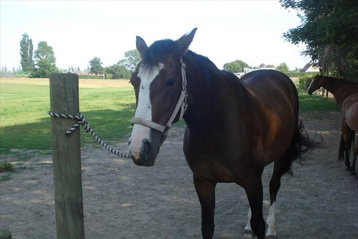 Traver Harlekin Laser billede 7