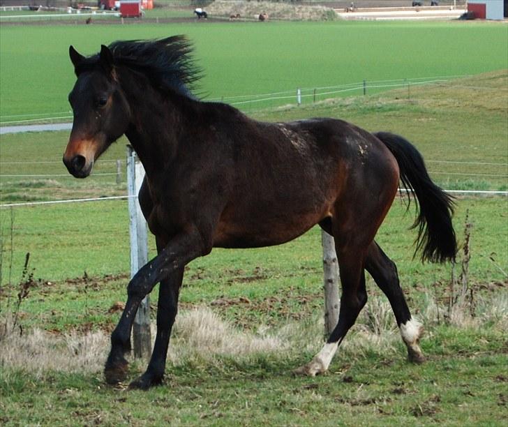 Trakehner Legendo Tremhuse *DØD* - Den fine dreng bliver så stor :) April 2009.. Foto: Ally billede 16