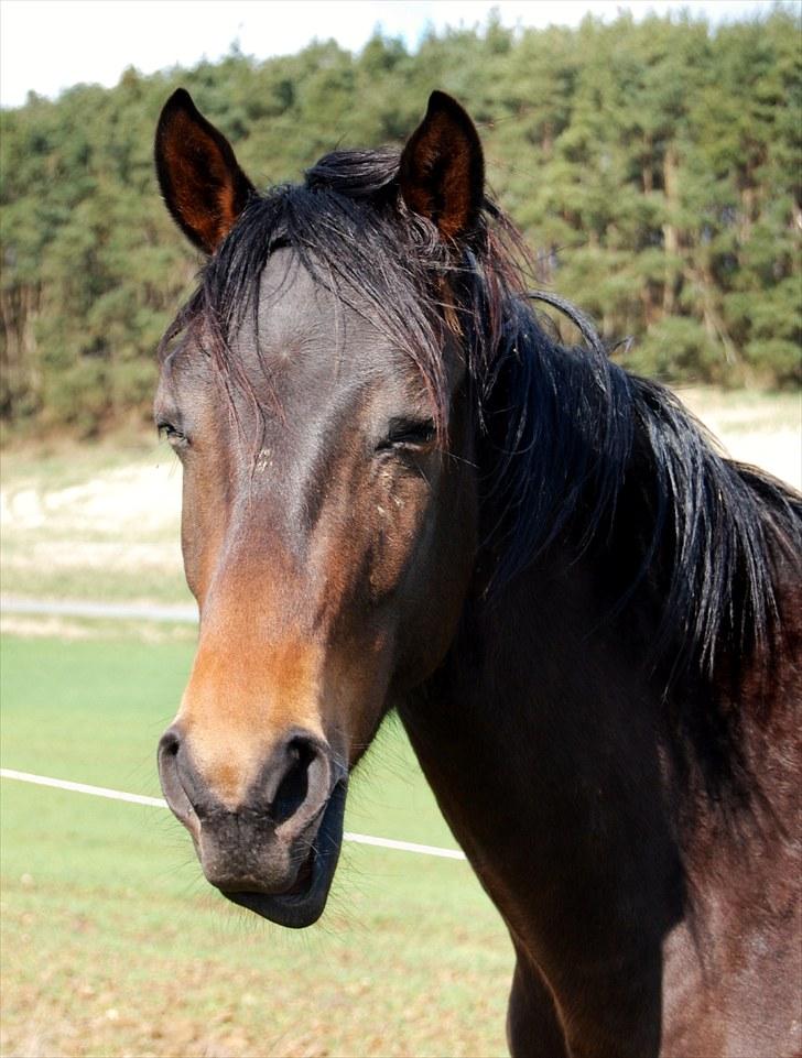 Trakehner Legendo Tremhuse *DØD* - Herligt billede man kan grine af :) April 2009 .. Foto: Ally billede 17