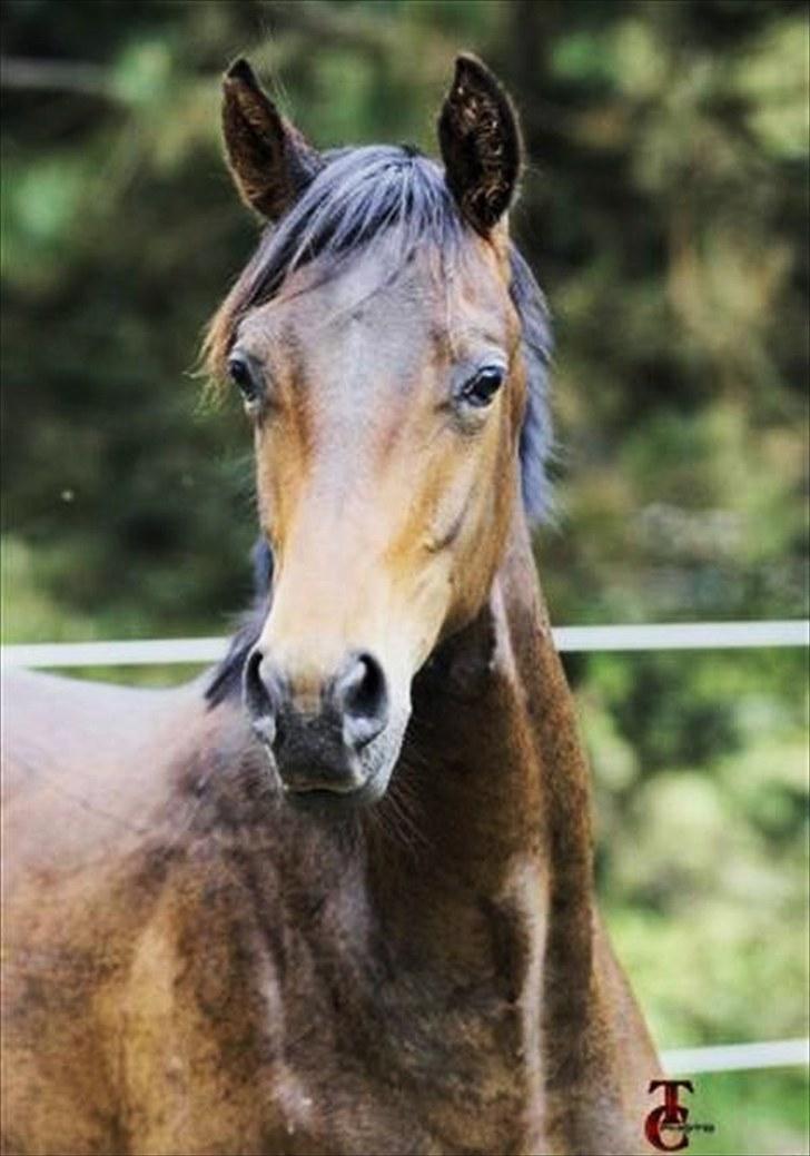 Trakehner Legendo Tremhuse *DØD* - Legendo! Som han så ud i starten.. billede 18