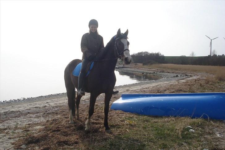 Traver Harlekin Laser billede 9