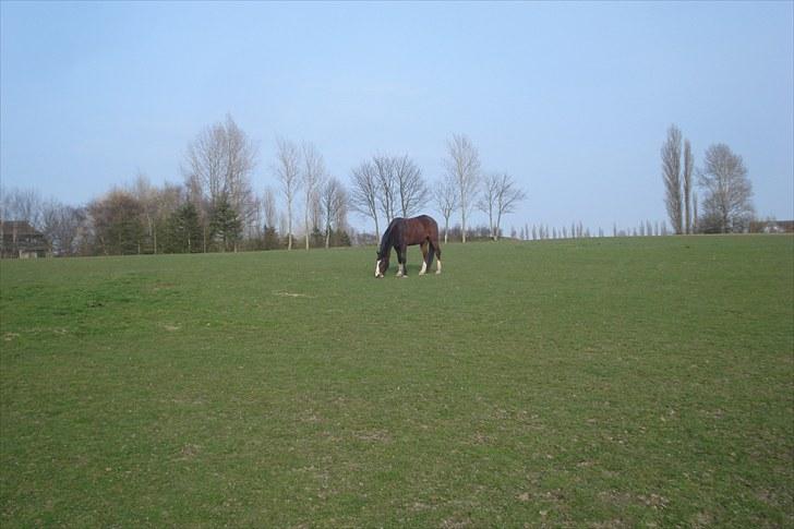 Traver Harlekin Laser billede 12