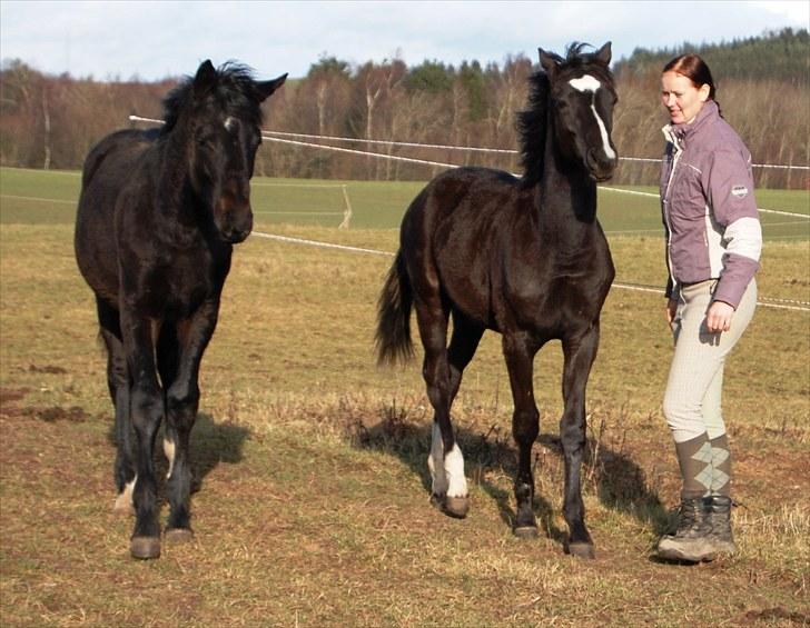 Dansk Varmblod Stald Holm´s Mikro K - Mikro og Ditte ( Til højre ) og hans fold kammerat ( til venstre )  billede 16