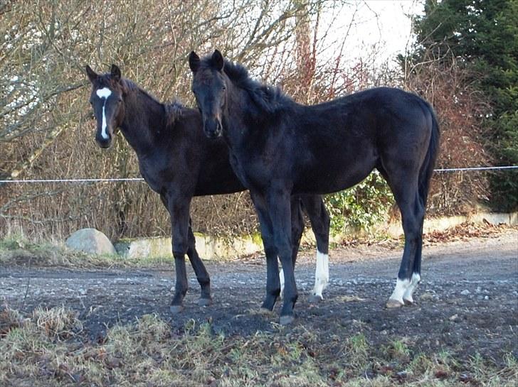 Dansk Varmblod Wivaldo - Wivaldo og Mikro. Feb 2009 billede 9