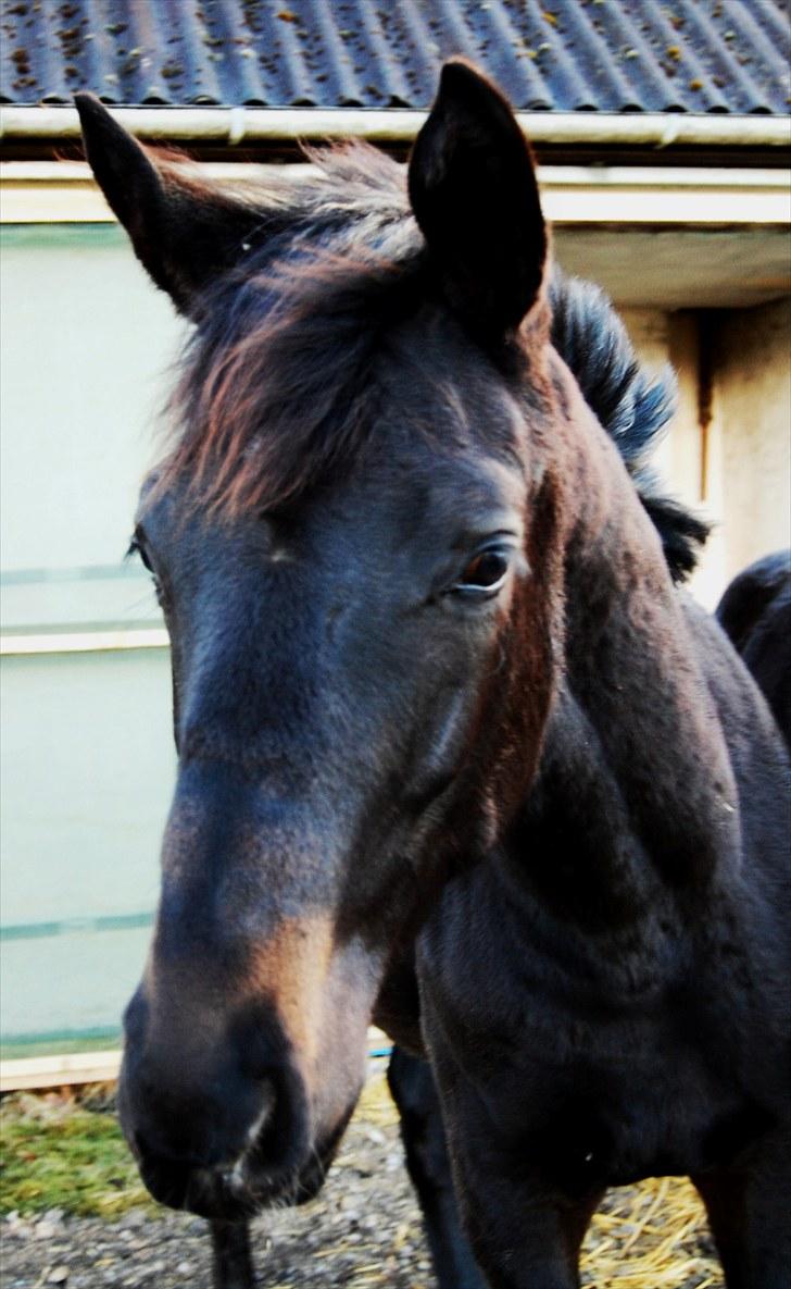 Dansk Varmblod Wivaldo - Nysgeri?? feb 2009 billede 10