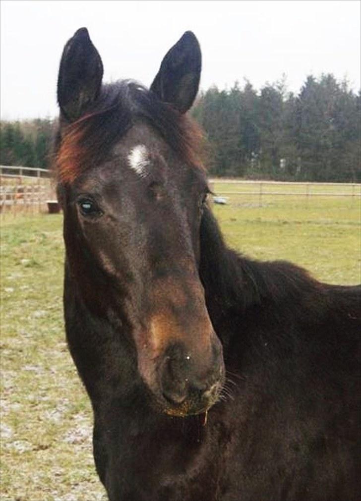 Dansk Varmblod Wivaldo - Wivaldo.. billede 11