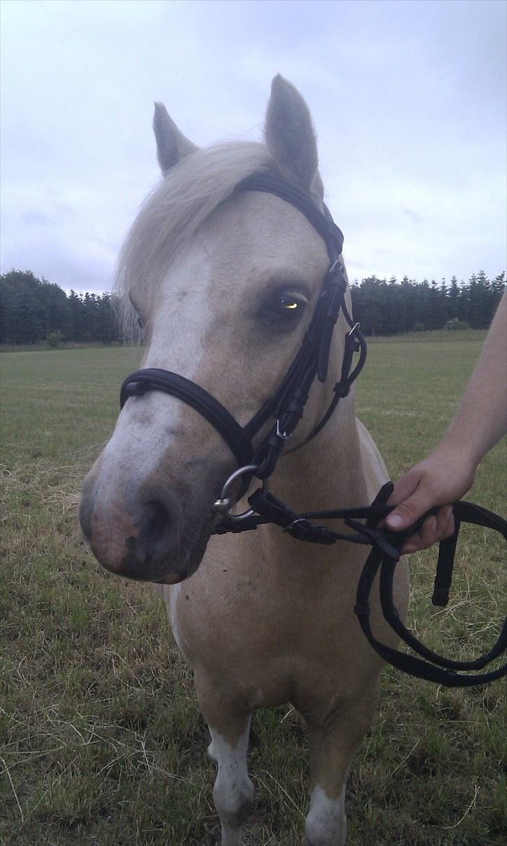 Anden særlig race Bella Star billede 11