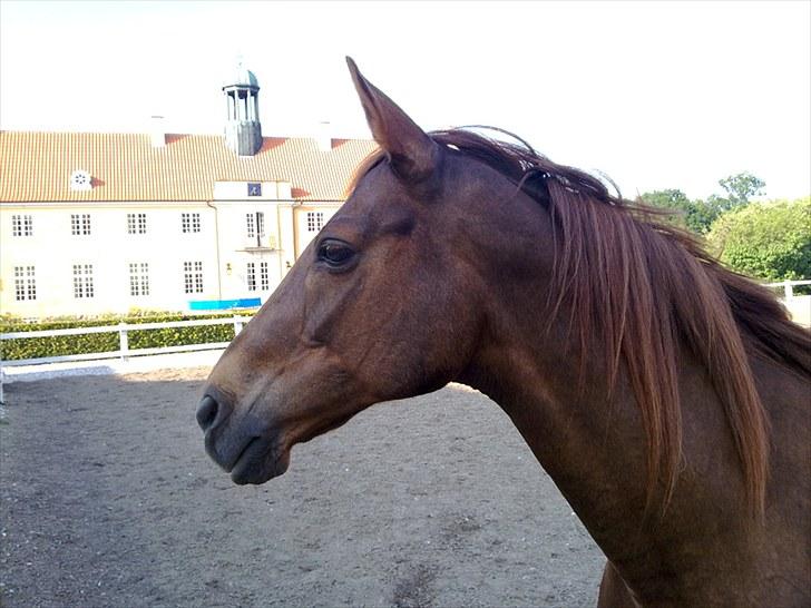 Anden særlig race Lærke billede 1