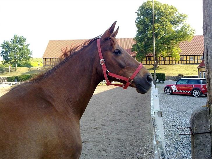 Anden særlig race Lærke billede 2