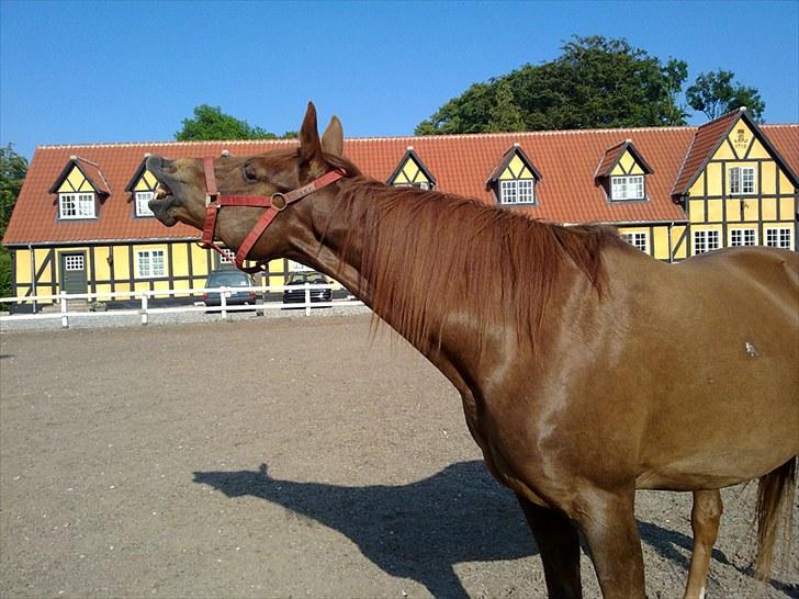 Anden særlig race Lærke billede 3
