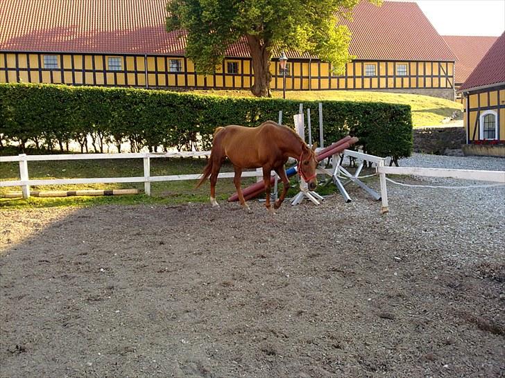 Anden særlig race Lærke billede 4