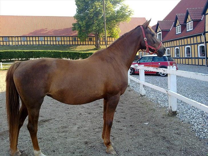 Anden særlig race Lærke billede 5