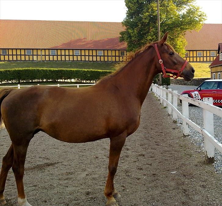 Anden særlig race Lærke billede 6