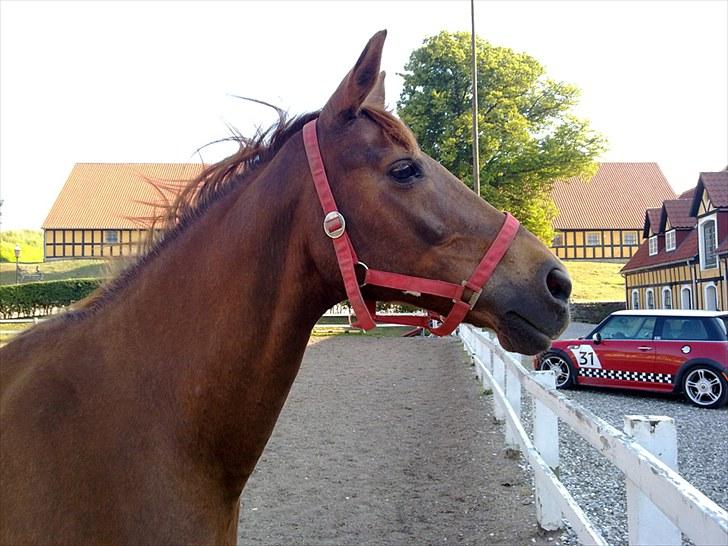 Anden særlig race Lærke billede 7