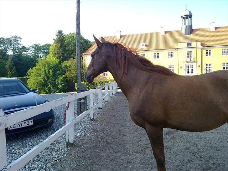 Anden særlig race Lærke billede 8