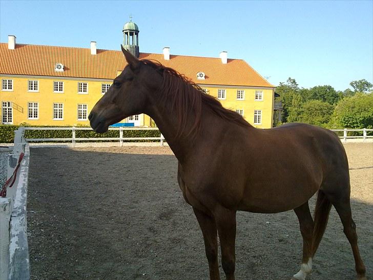 Anden særlig race Lærke billede 9