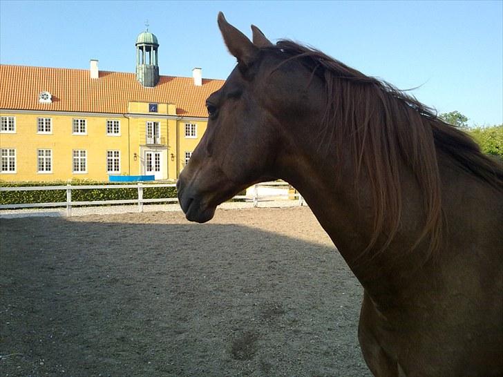 Anden særlig race Lærke billede 10