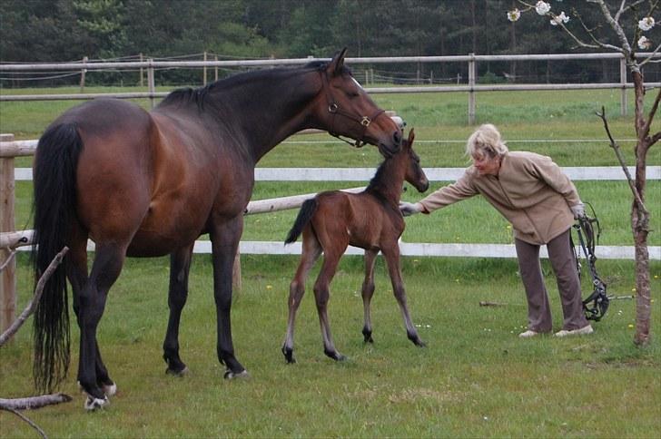 Dansk Varmblod Stald Holm´s Sprinter SOLGT - Spirit på fold for første gang :) Han skal lige forstå jeg ikke er farlig :) billede 17