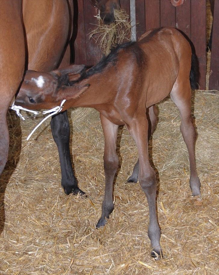 Dansk Varmblod Stald Holm´s Sprinter SOLGT - Med grimen på for første gang :) Så fortjener man også en tur i mælkebaren :) billede 18