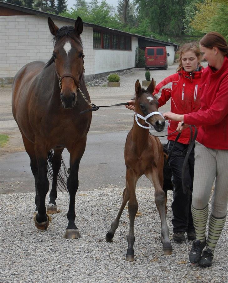Dansk Varmblod Stald Holm´s Sprinter SOLGT - Der skal skam hjælpes med at gå ;) På vej på fold for første gang :) billede 19