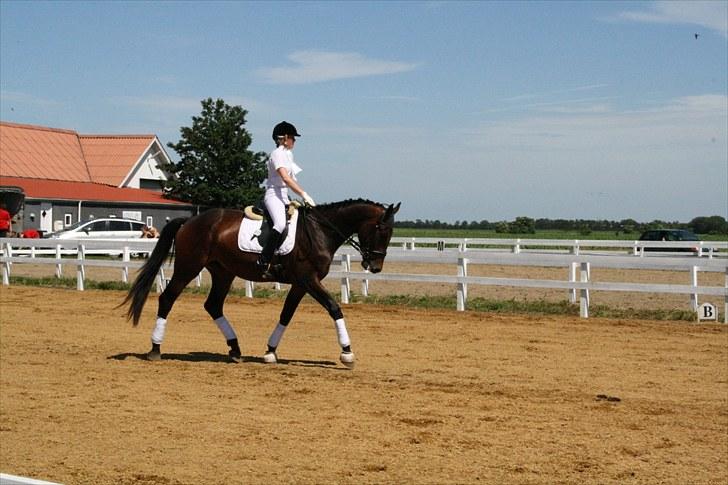 Hollandsk Varmblod Bonjour M  billede 13