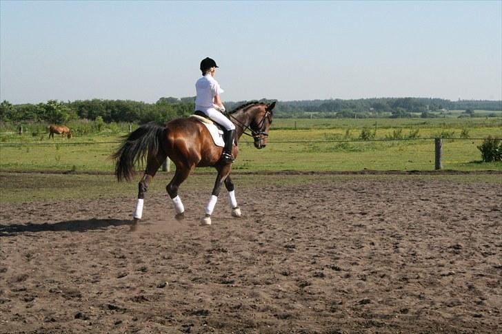 Hollandsk Varmblod Bonjour M  billede 17