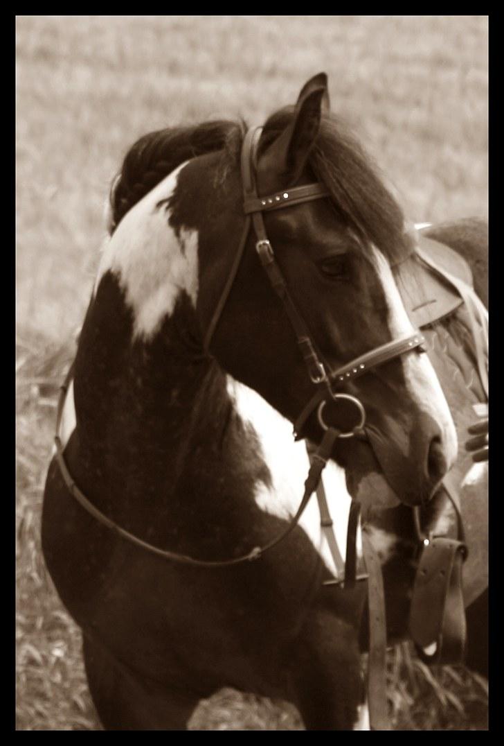 Tinker Anton *AVL`S HINGST* billede 12