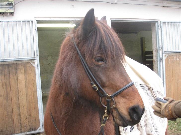 Islænder Jörp fra Tremhuse billede 9