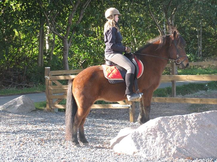 Islænder Jörp fra Tremhuse billede 10