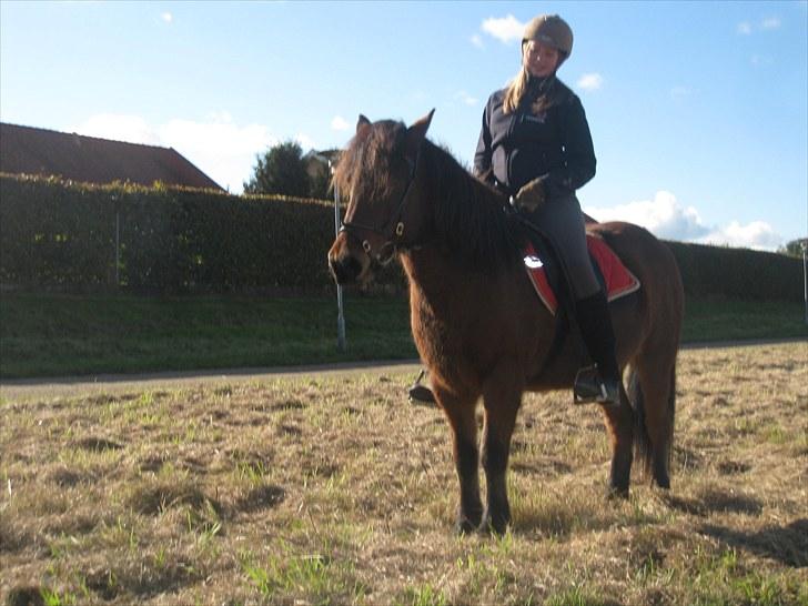 Islænder Jörp fra Tremhuse billede 11