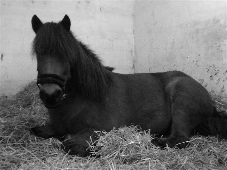 Islænder Jörp fra Tremhuse billede 12