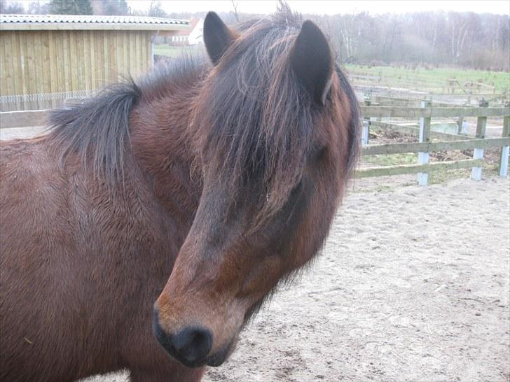 Islænder Jörp fra Tremhuse billede 13