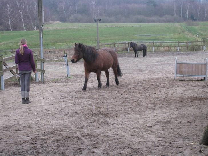 Islænder Jörp fra Tremhuse billede 14