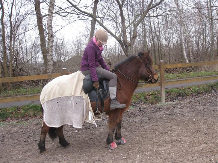 Islænder Jörp fra Tremhuse billede 15