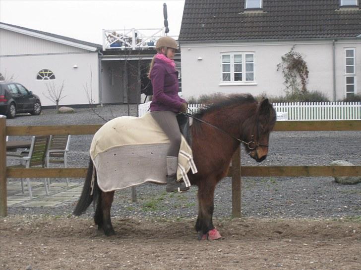 Islænder Jörp fra Tremhuse billede 16