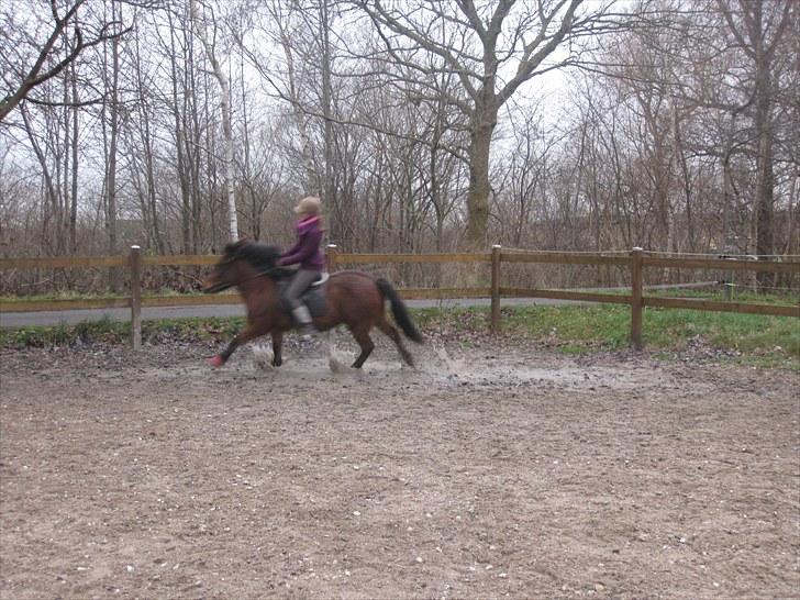 Islænder Jörp fra Tremhuse billede 17