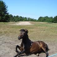 New Forest Jesti Pickwick