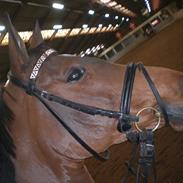 Dansk Varmblod Caja Sem