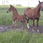 Dansk Varmblod Caja Sem