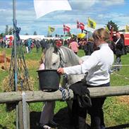 Welsh Mountain (sec A) gribsvads Rebecca