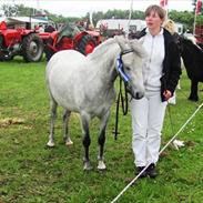 Welsh Mountain (sec A) gribsvads Rebecca