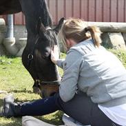 Dansk Varmblod Mazurs Alison